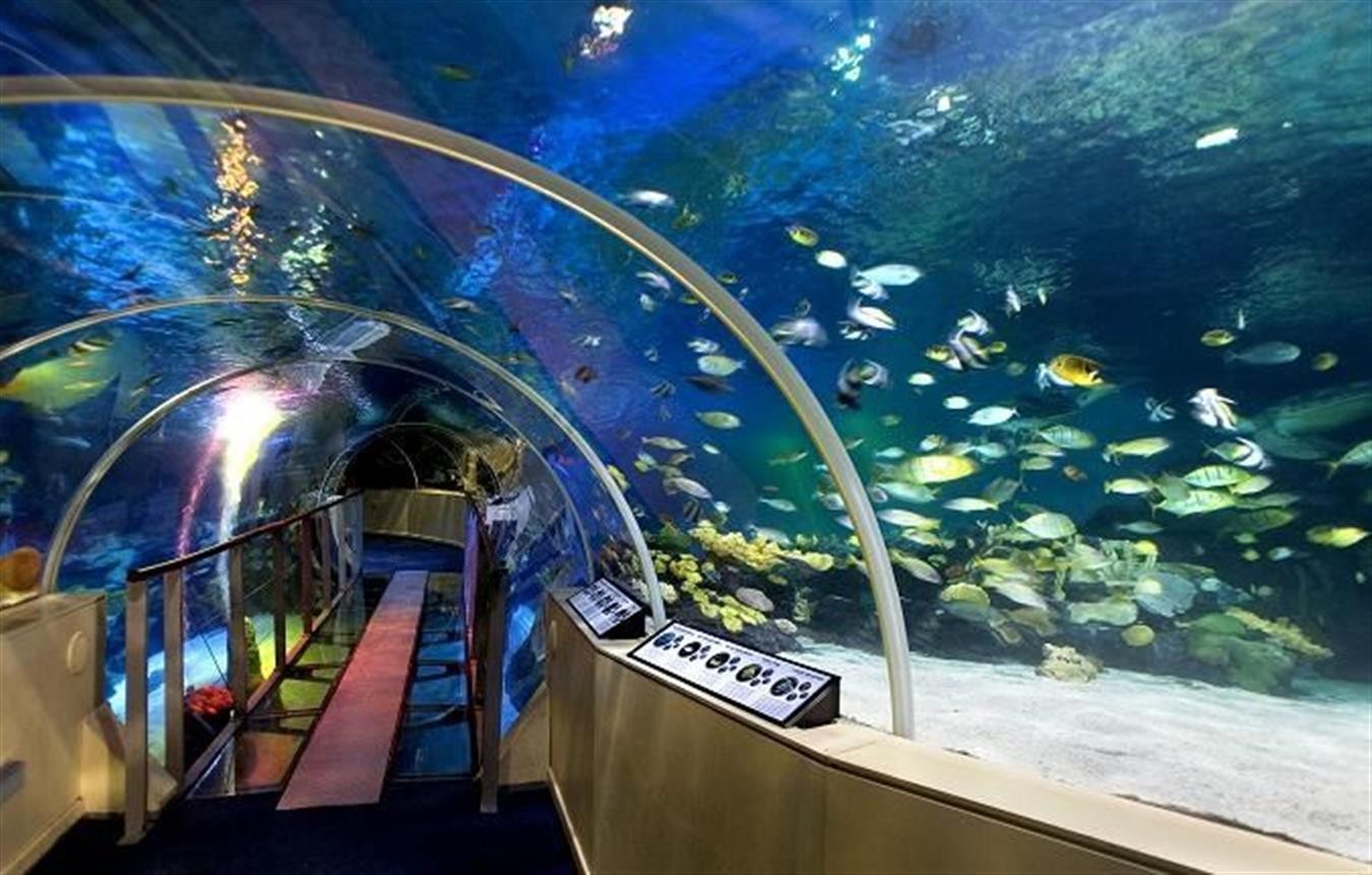 האקווריום של לונדון SEA LIFE London Aquarium 